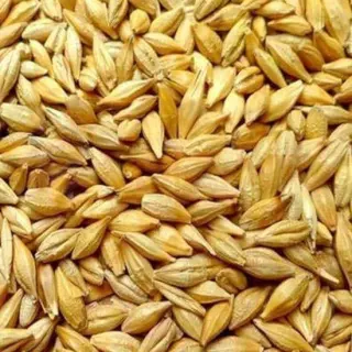 RAGHAV BARLEY WHOLE: 2LB RAGHAV BARLEY WHOLE: 2LB